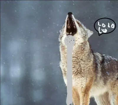 Que fait ce loup ?