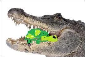 Que mange cet alligator ?