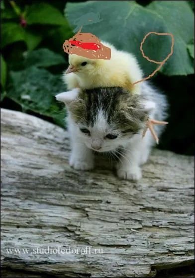 Ce poussin se prend pour un ...