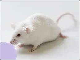 Aprs quoi court-elle ?