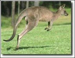 Quelle longueur le saut du kangourou roux peut-elle atteindre ?