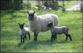 Comment dit-on  mouton  en allemand ?