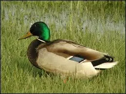 Comment dit-on  canard  en allemand ?