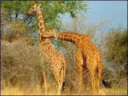 Comment dit-on  girafe  en allemand ?