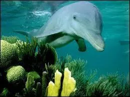 Comment dit-on  dauphins  en allemand ?