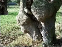 Quel est ce dernier mystre, o  l'humidit, un arbre du conte de la Fort enchante prend la forme de la tte de Merlin ? Cela dfie les archologues depuis plusieurs sicles.