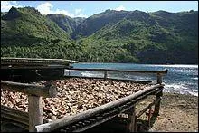 Le Vietnam est un pays fournisseur de coprah. De quoi celui-ci est-il l'albumen sch ?