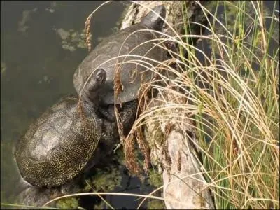 Ce parc animalier parrain par Yves Coppens vous permettra de dcouvrir la faune europenne avec notamment des cerfs, des bisons, des hiboux, des vautours, des ratons laveur, quel est son nom ?
