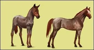 Quel robe n'existe pas chez le pur-sang anglais ?