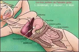 Quel lment ne fait pas partie du systme digestif ?