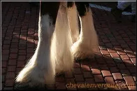 Comment appelle-t-on les longs poils que l'on peut parfois voir au-dessus du sabot et derrire le pied du cheval ?