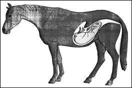 Le temps de gestation d'une jument est de neuf mois comme l'tre humain.