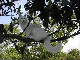 Comment s'appelait la sur d'Etoile bleue quand elle fut guerrire ?