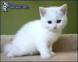 Comment s'appelait le chaton de la sur d'toile bleue ?