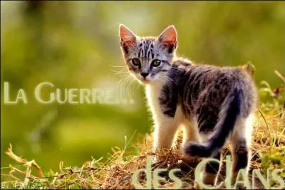 Comment s'appelait le troisime chaton d'Etoile bleue ?