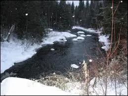 Comment ce chaton est-il mort ?