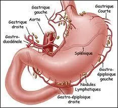 Quelle est cette partie du corps humain ?