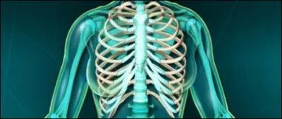 12 est le nombre de paires de ctes dans le corps humain. On distingue les vraies ctes, les fausses ctes et les ctes flottantes. Combien y a-t-il de paires de ctes flottantes ?