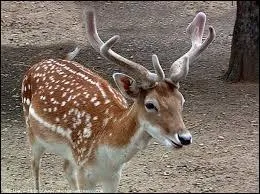 Le mot commence par : Car ...