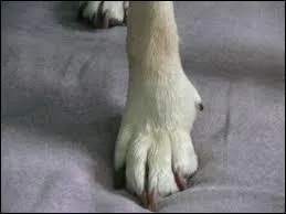 Le mot commence par : Car ...