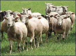 Le mot commence par : Coq ...