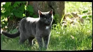 Quelles sont les amoureuses de Plume de Jais ?