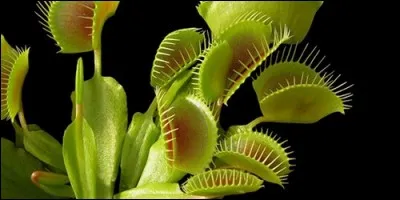 Quel genre de plante est l'attrape-mouche ?