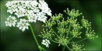 Quelle plante herbacée, famille des Apiacées, est cultivée comme plante condimentaire pour ses feuilles et ses graines aromatiques ?