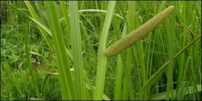 Quel est l'autre nom de l'acore ?