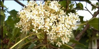 A quelle famille appartient l'aleurite ?