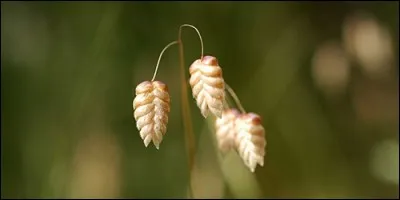 Comment s'appelle cette plante que l'on appelle aussi le muguet de mai ?