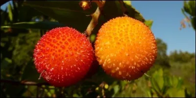 Quel genre de fruit est l'arbouse ?
