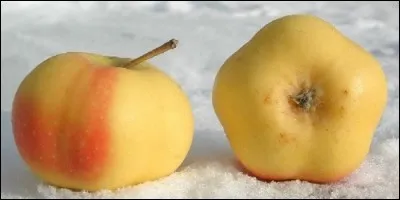 Comment s'appelle ce fruit de petite taille, aplati et de forme étoilée pentagonale ?
