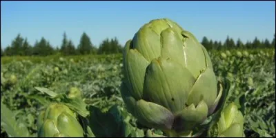 Comment s'appelle un terrain planté d'artichaut ?