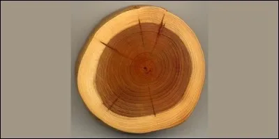 Comment s'appelle la partie de l'arbre juste sous l'écorce, généralement tendre et blanchâtre ?