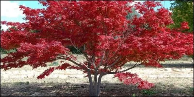 L'érable fait parti de la famille :