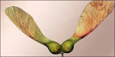 Qu'est-ce que l'akène ?