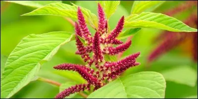 Quelle plante appartient à la famille des Amarantacées ?