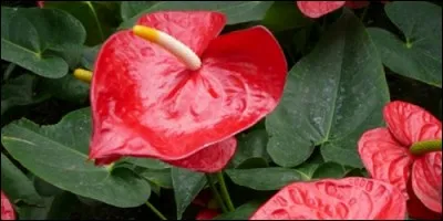 A quelle famille appartient l'anthurium ?