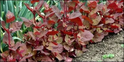 Quelle est la période de floraison de l'arroche ?