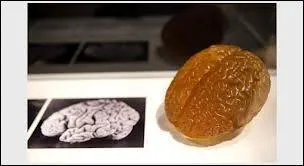 Tous ces cobayes avaient le mme ge mais pourquoi ? (vous tes mlang ici mais cela reste logique avec la question prcdente)