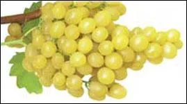 Quel est ce raisin blanc aux grains d'une jolie couleur et d'assez grosse taille ? On en trouve  la consommation de mi-septembre  fin octobre.