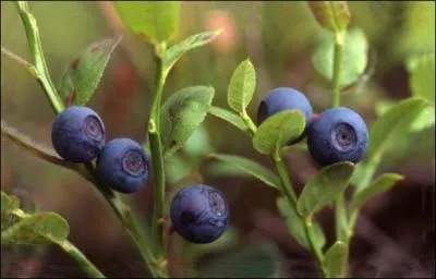 Comment s'appelle ce fruit dont les autres appellations sont  raisin de bruyre  ou  raisin des bois  ?
