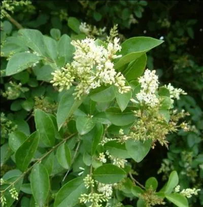 Quel est l'autre nom du  raisin de chien  ?