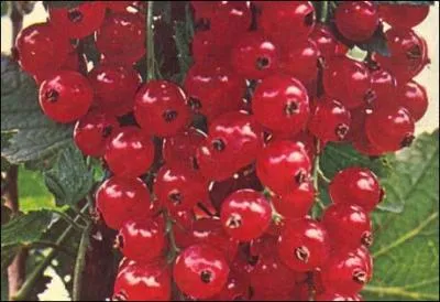 Quel est l'autre nom du  raisin de mars  ?