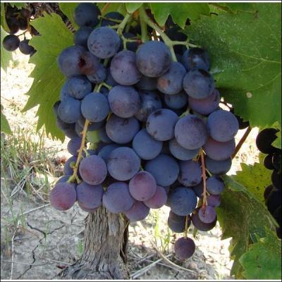 Quel est ce raisin noir  la grappe couleur bleute, d'origine trs ancienne ?