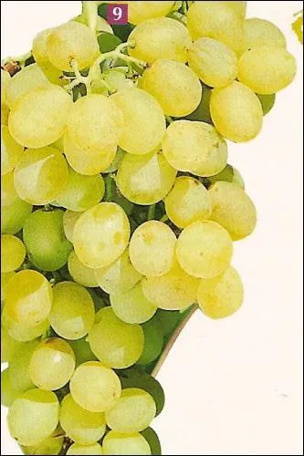 Comment s'appelle ce raisin blanc prcoce reconnaissable  ses grains jaunes dores  la peau fine et  la chair juteuse lgrement aromatique. ?