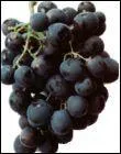 Quel est le nom de cette varit de raisin noir, qui possde de grosses grappes courtes, avec des baies sphriques voire lgrement allonges et pousse en aot ?