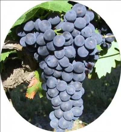 Quel est ce raisin, le plus prcoce des varits de raisins noirs, disponible ds mi-juillet jusqu' mi-aot ? Sa coloration est uniforme et ses grains tout ronds ont une pulpe bien ferme et un craquant caractristique trs agrable.