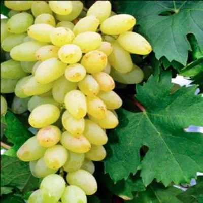 Comment s'appelle ce raisin blanc trs aromatique qui arbore de grosses grappes aux grains fermes et croquants ?
